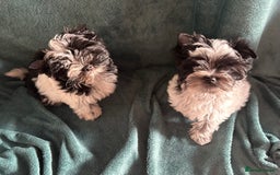 Mixed Breed dogs for sale: Biewer Terrier 2 boys , parents DNA tested. - Image 13