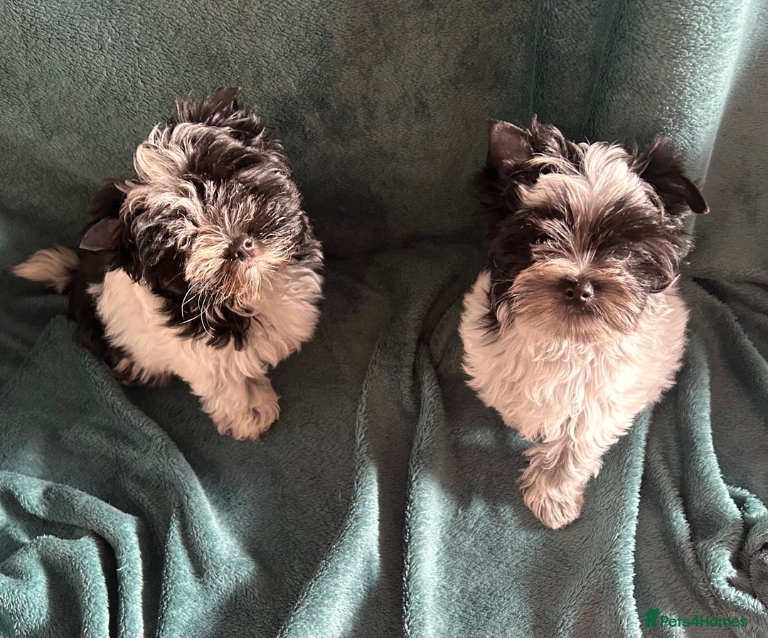 Mixed Breed dogs for sale: Biewer Terrier 2 boys , parents DNA tested. - Image 13