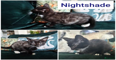 Mixed Breed cats - Advert 12