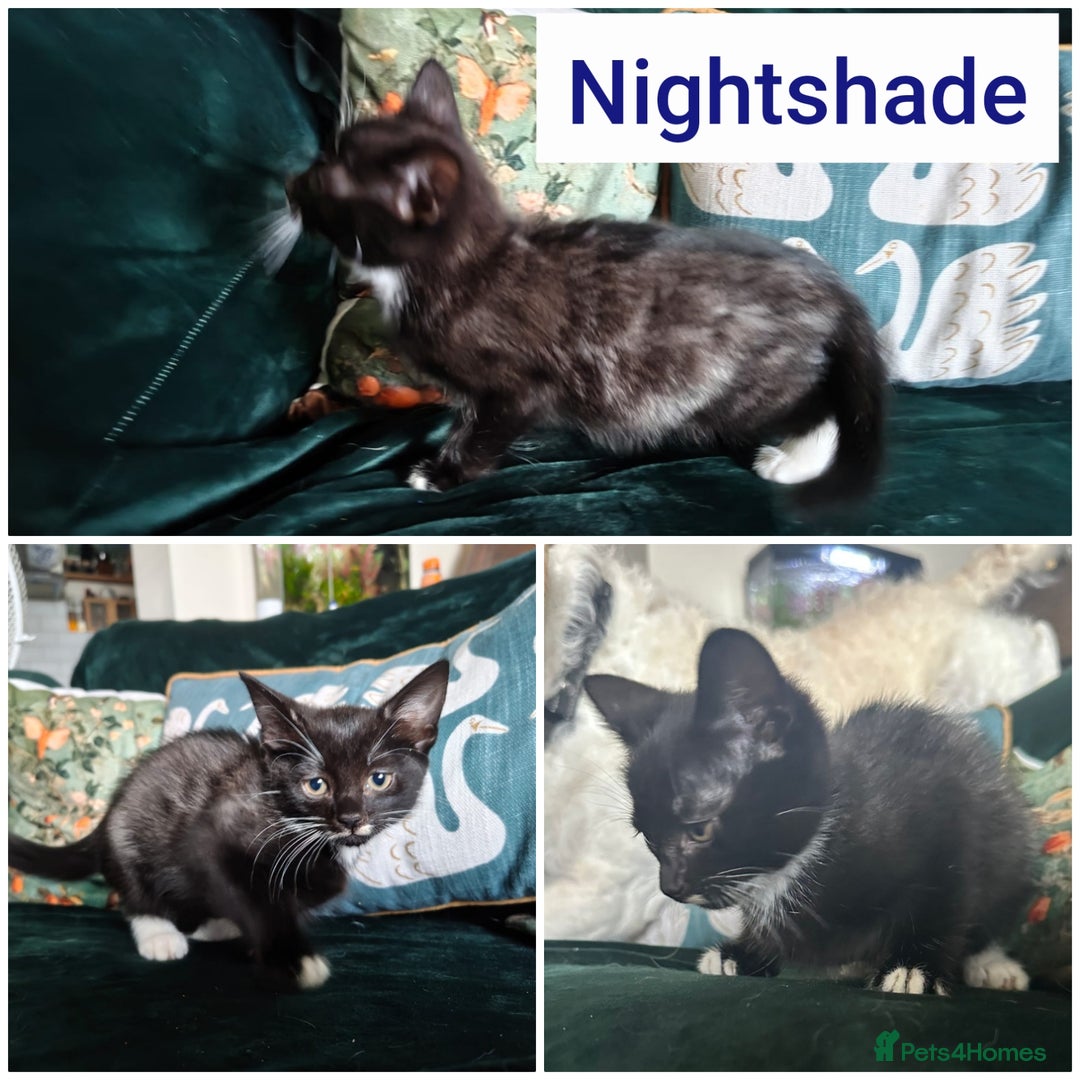 Mixed Breed cats for sale: Fluffy and short haired bundles of joy - Image 4