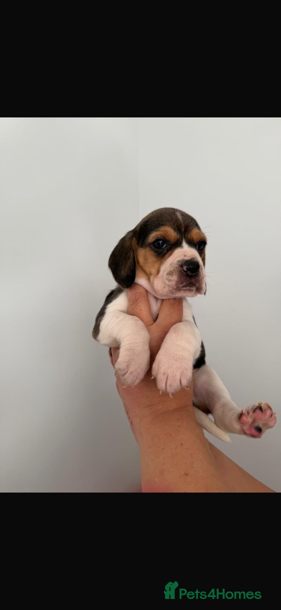 Beagle Puppy 3