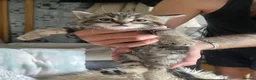 Mixed Breed cats for sale: Kittens for sale £100  in Sowerby Bridge - Advert 14