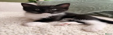 Mixed Breed 1
