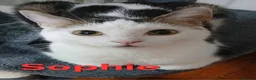 Mixed Breed cats for sale: Free to a good home - Advert 12