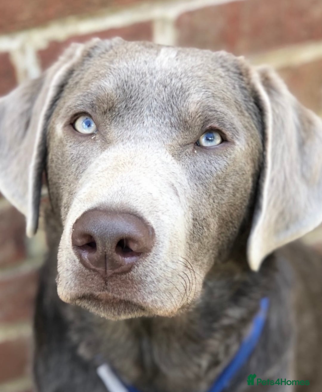 Labrador Retriever dogs for stud: Silver Labrador stud in Ware - Advert 1