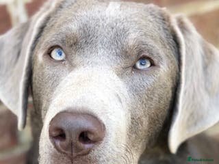 Labrador Retriever dogs Silver Labrador stud in Ware - Advert 9