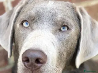 Labrador Retriever dogs Silver Labrador stud in Ware - Advert 18