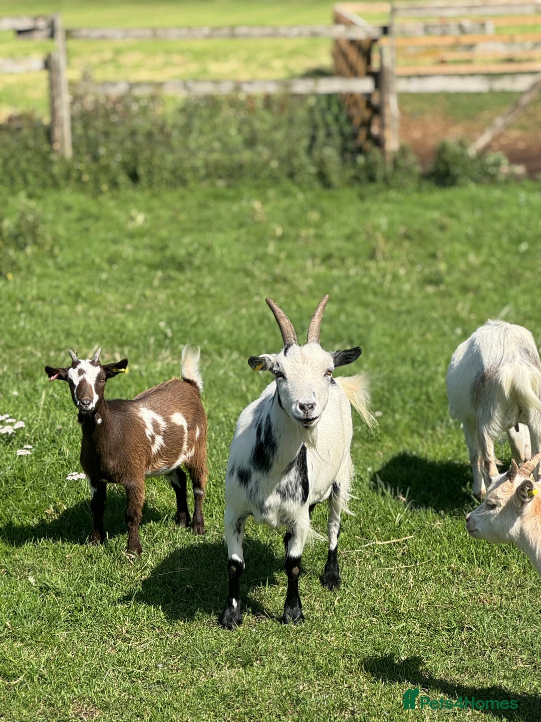 Goats livestock for sale: Speckle and Socks looking for a new home!  - Image 3