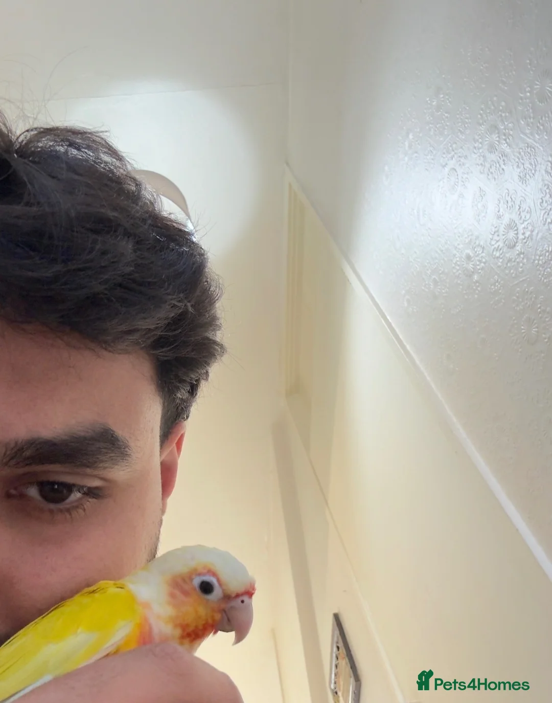 Conures birds for sale: Suncheek conure fully tame & hand reared - Advert 2