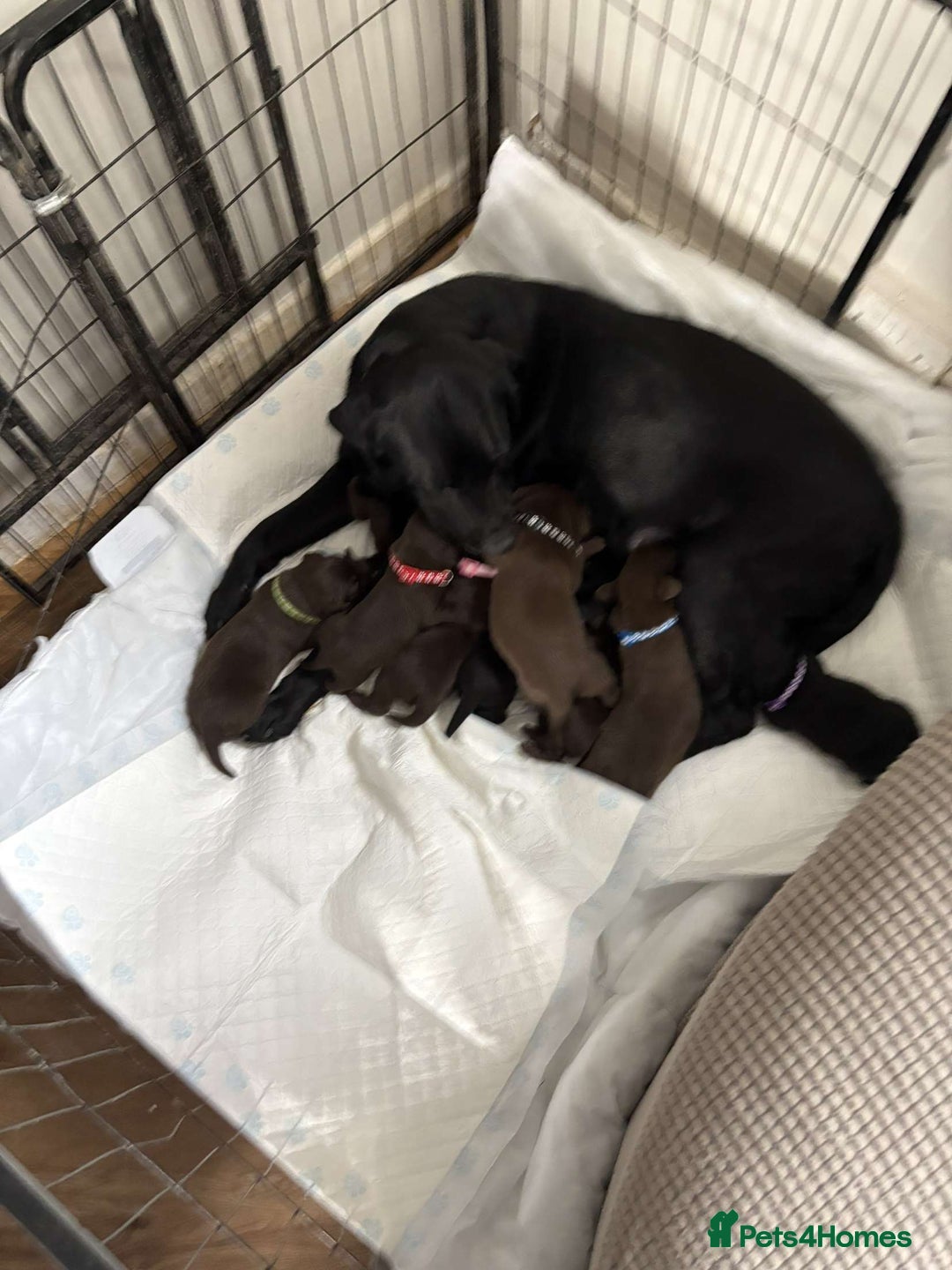 Labrador Retriever dogs for stud: KC Labrador stud - Advert 4