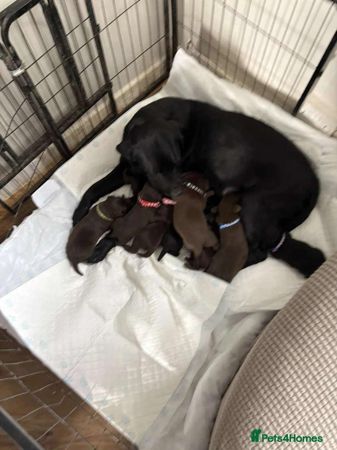 Labrador Retriever dogs for stud: KC Labrador stud - Advert 4