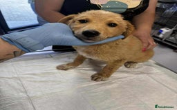Mixed Breed dogs for adoption: Fanta for adoption - Image 1