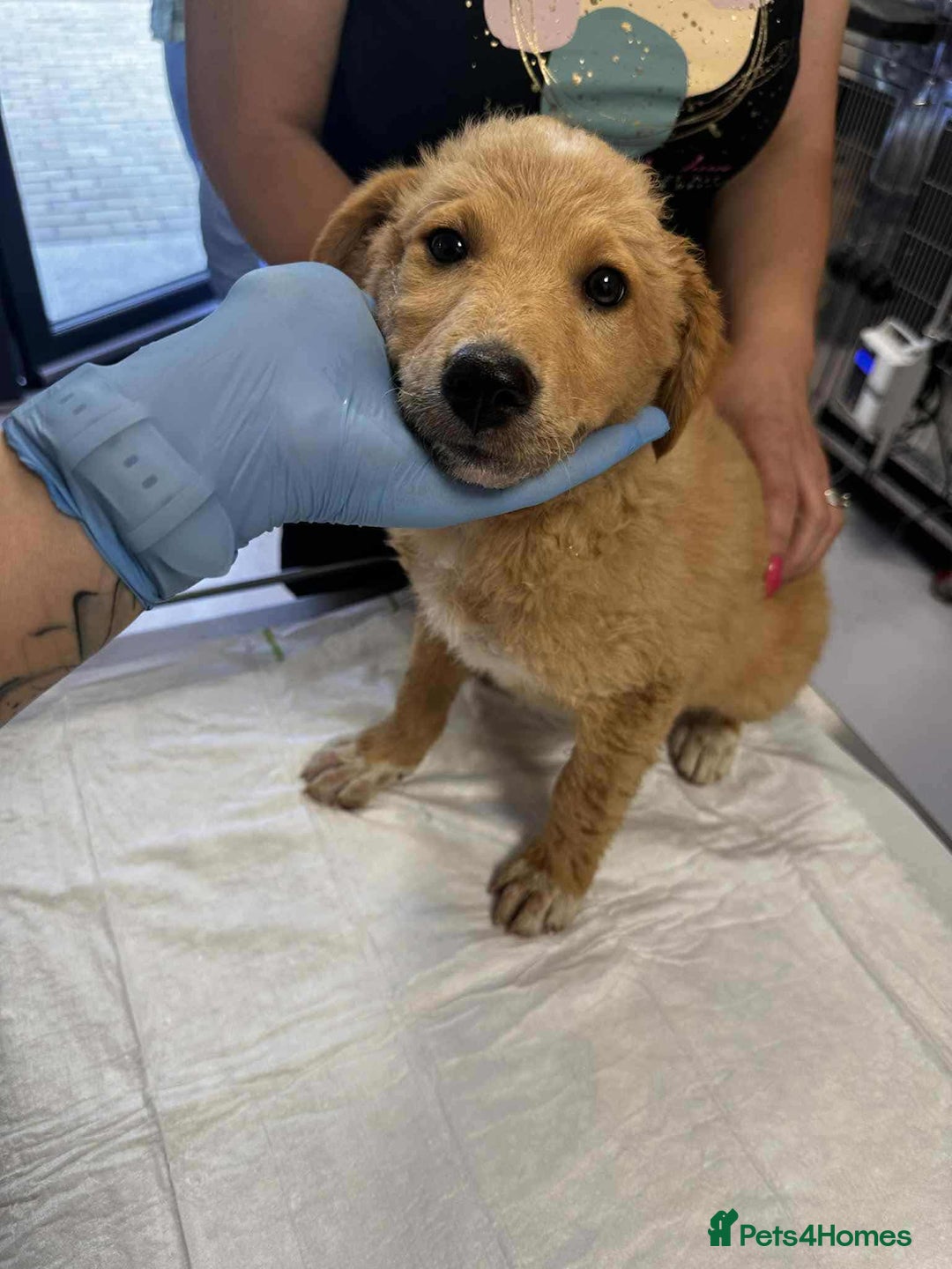 Mixed Breed dogs for adoption: Fanta for adoption - Image 1