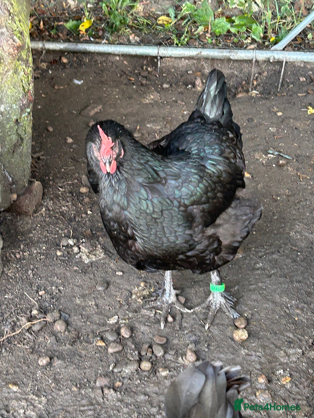 Chickens poultry for sale: 11 chickens for sale  - Image 9