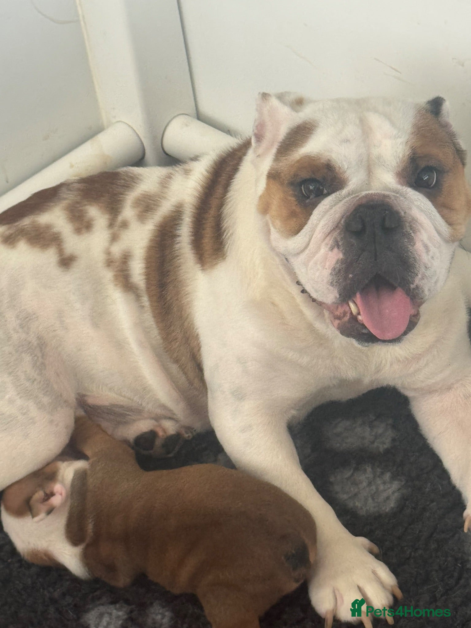 English Bulldog dogs Red/White KC Reg Female English Bulldog Puppy - Advert 8