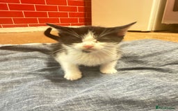 Mixed Breed cats for sale: 3 tabby cats ready in 2 weeks  - Image 4