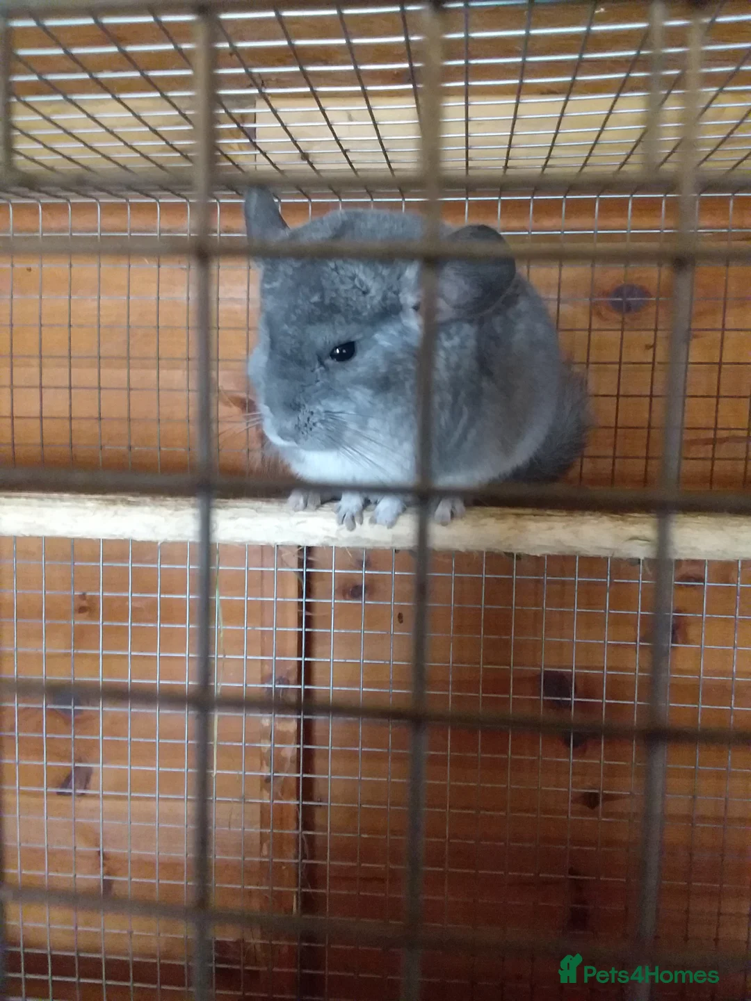 Chinchilla rodents for sale: Double Diamond  - Advert 3