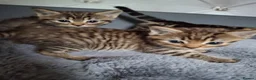 Mixed Breed cats for sale: 3 cutest females mixed bengal tabby kittens v - Advert 13