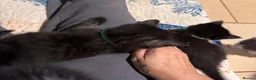Mixed Breed cats for sale: 5 BBSH x mixed kittens black white grey - Advert 10