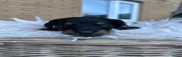 Mixed Breed dogs for sale: Doxiepoo puppies  - Advert 14