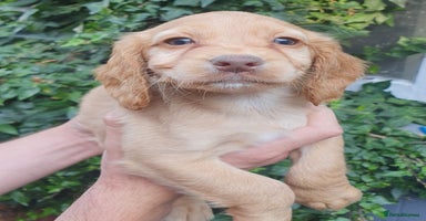 Cocker Spaniel dogs - Advert 4