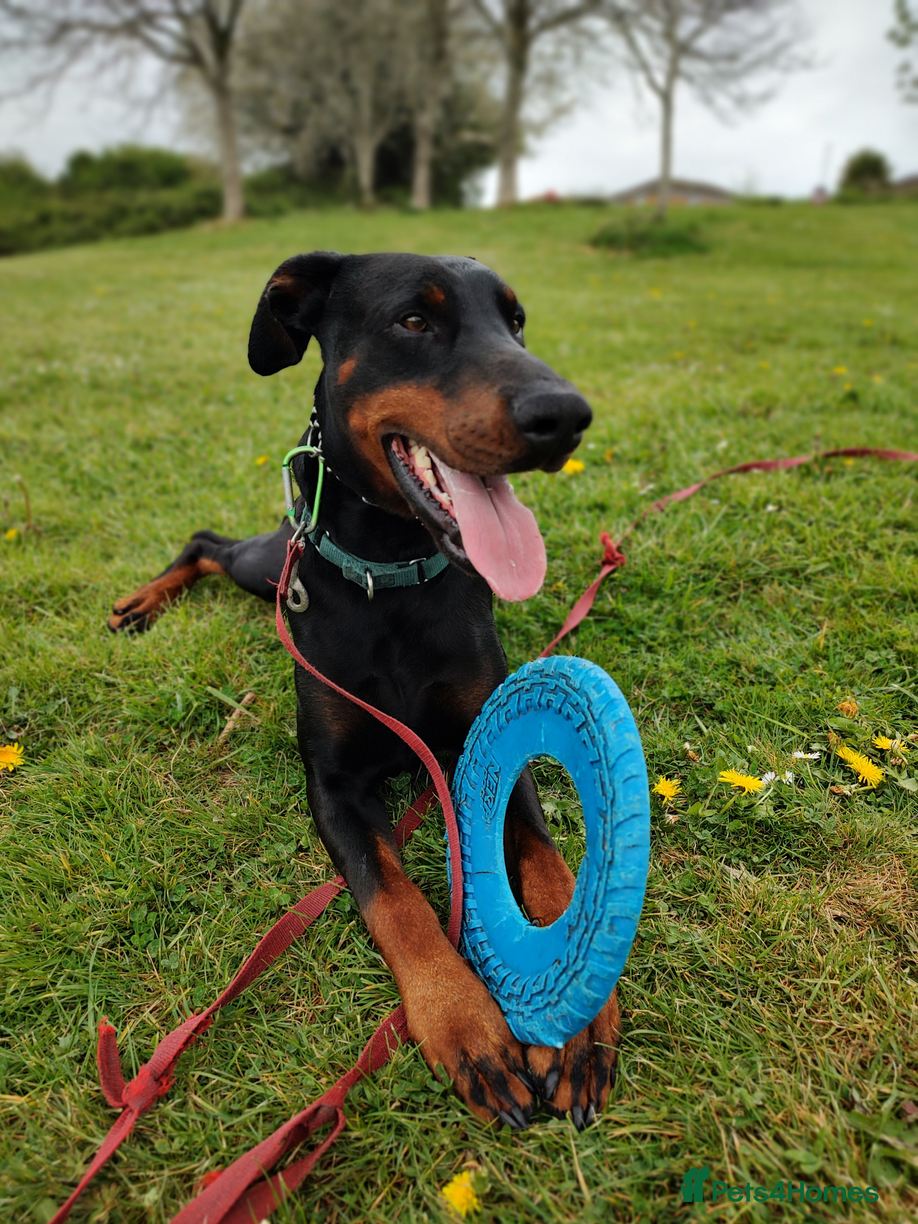 Dobermann dogs 4 year old Male Doberman looking for forever home - Advert 9