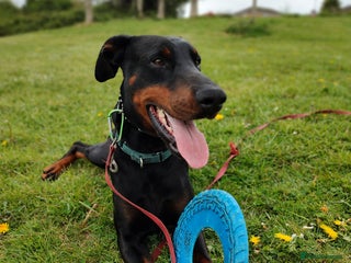 Dobermann dogs for sale - Advert 1