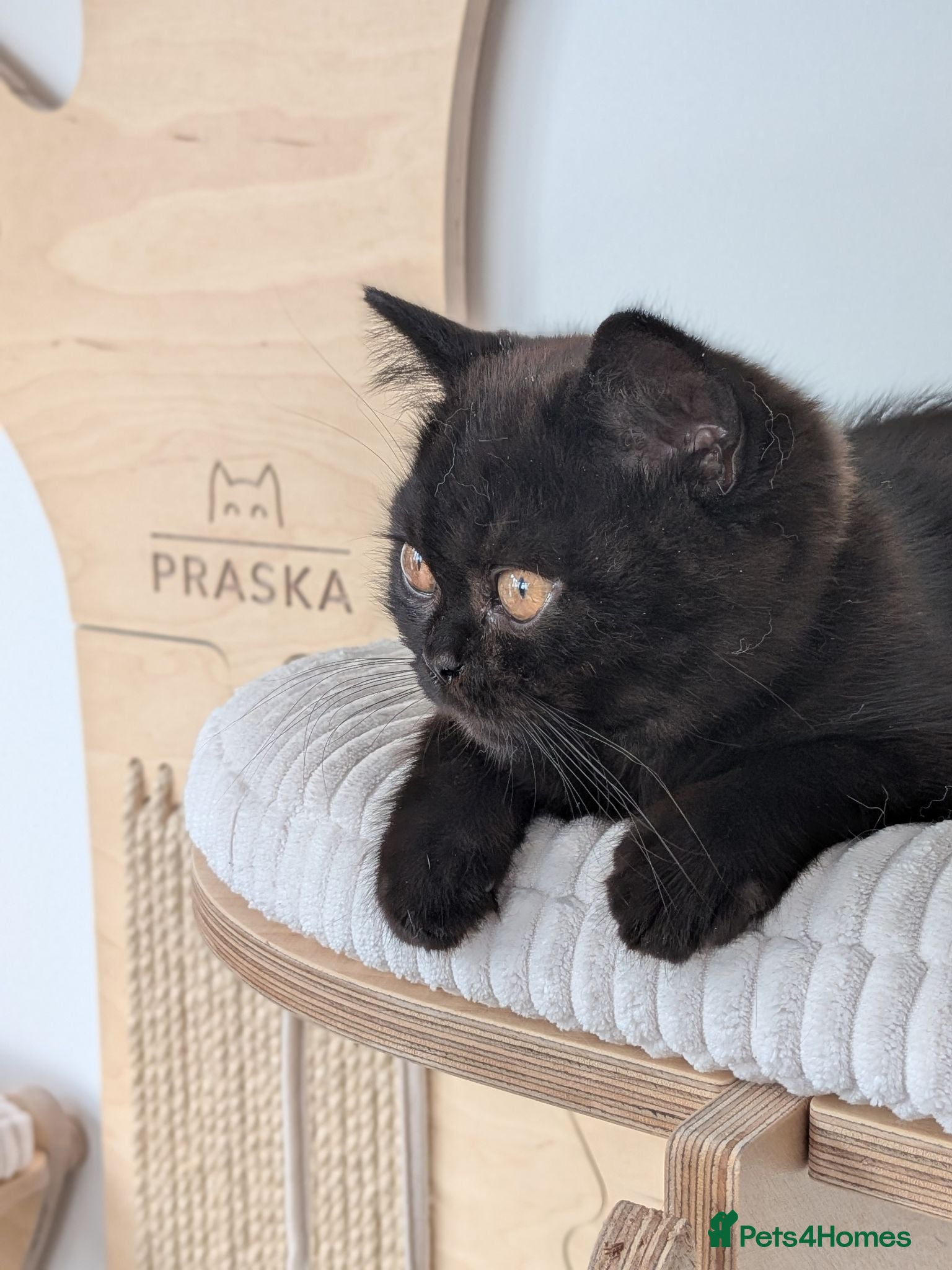 British Shorthair cats GCCF Registered Kittens  - Advert 1