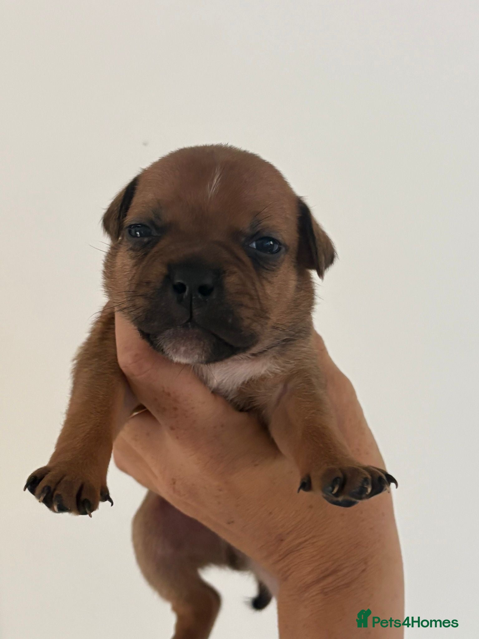 Staffordshire Bull Terrier dogs KC Red S.B.T 1 boy available ❤️🏆🩸 - Advert 1