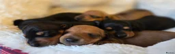 Miniature Dachshund dogs for sale: KC miniature dachshund puppies - Advert 5