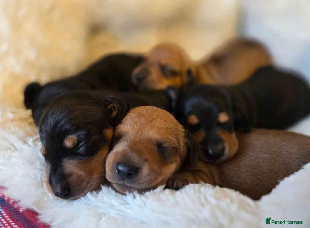 Miniature Dachshund dogs for sale: KC miniature dachshund puppies - Advert 5