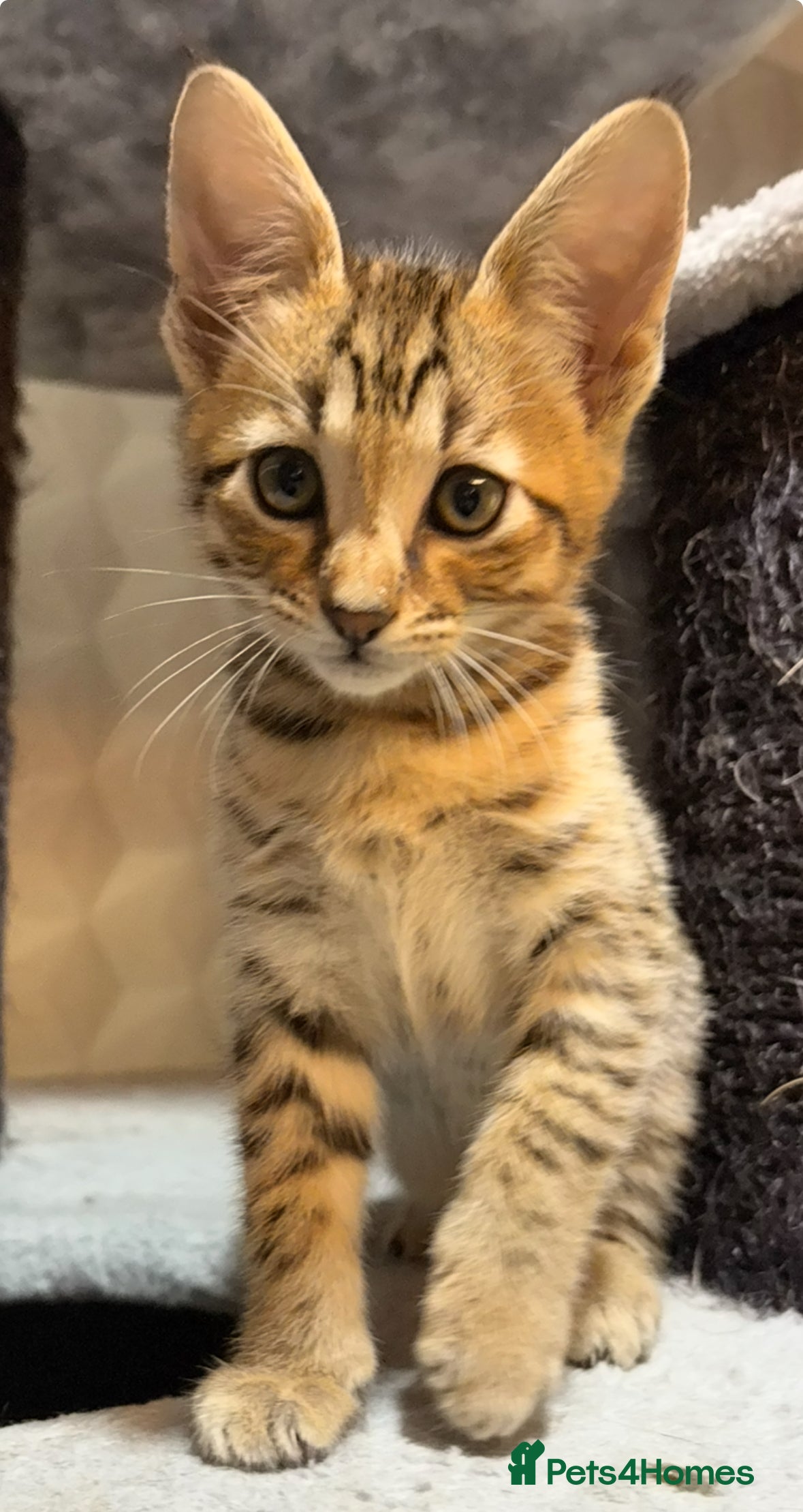 Savannah cats Gorgeous Male Savannah Kitten - Advert 3