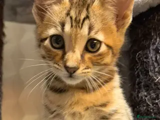 Savannah cats Gorgeous Male Savannah Kitten - Advert 3