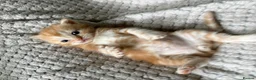 British Shorthair cats for sale: 5 Gorgeous BSH x Scottish Straight Kittens - Advert 22