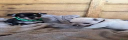 Chihuahua dogs for sale: 🐾Adorable chihuahua puppys ready!! - Advert 21
