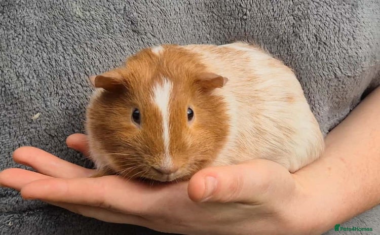Guinea Pig rodents - Advert 1