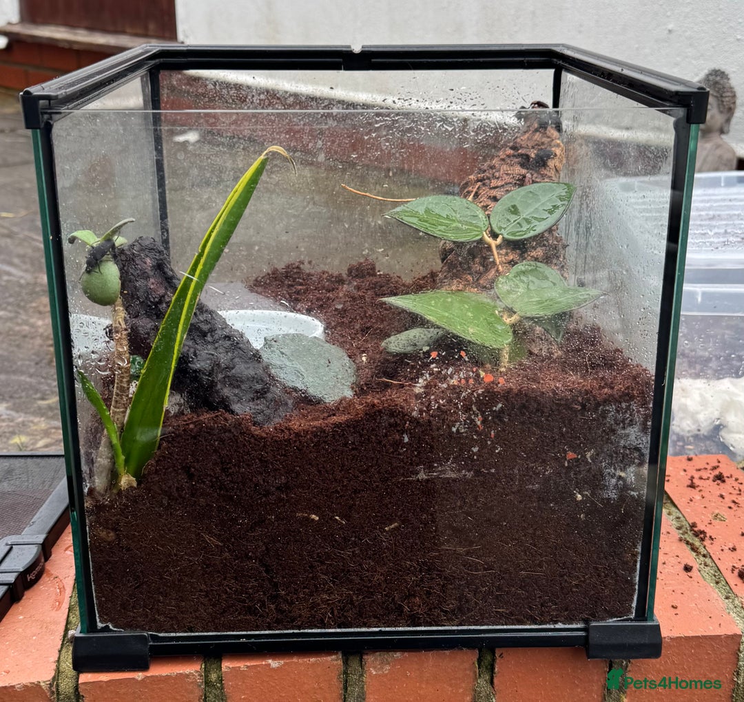 Frog reptiles for sale: Pacman frog - yellow and orange male 1 year old  - Advert 5