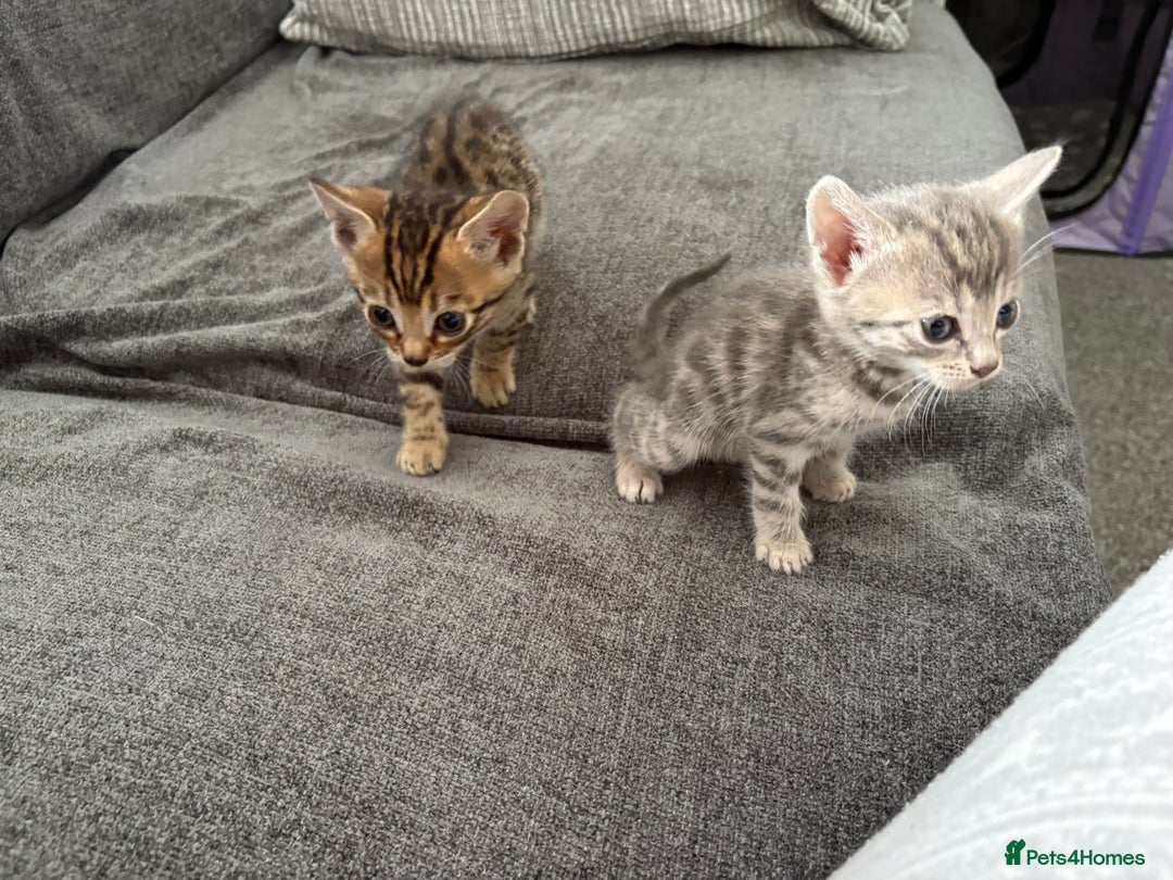 Bengal cats for sale: Russian Blue Bengal Kittens - Image 11