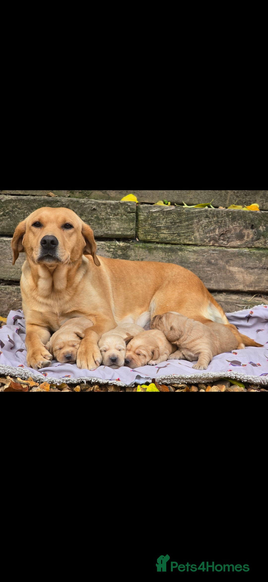Labradoodle dogs for sale: F1 MINI LABRADOOLES - Image 5
