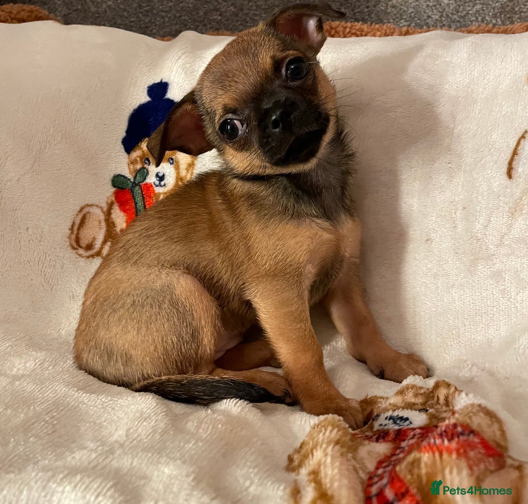 Chihuahua dogs for sale: Chihuahua Puppies  - Advert 8