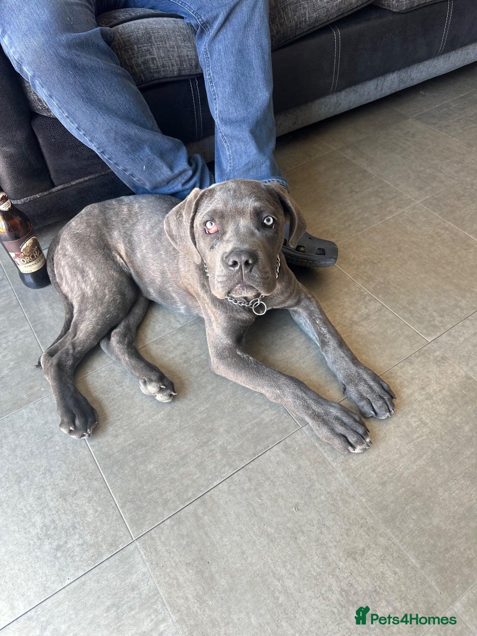 Cane Corso dogs Cane Corso male  - Advert 1