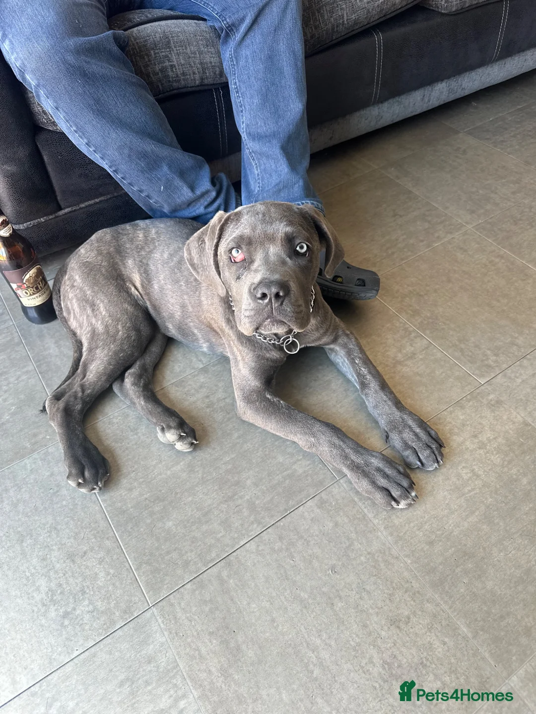 Cane Corso dogs for sale: Cane Corso male  in Swindon - Advert 1
