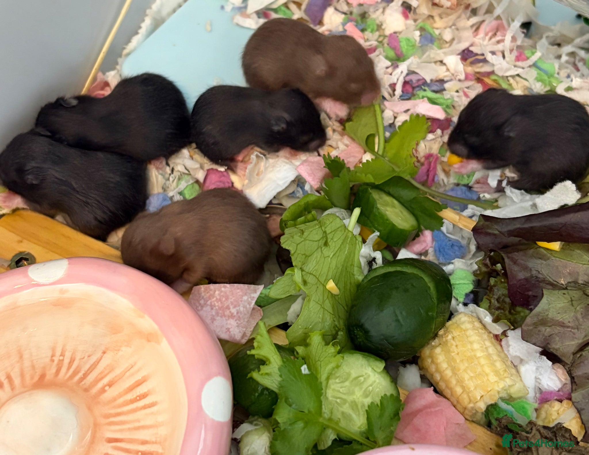 Hamster rodents Syrian Hamster Pups / Babies Black Brown  - Advert 20