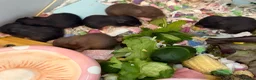 Hamster rodents for sale: Syrian Hamster Pups Babies Black Brown  - Advert 22
