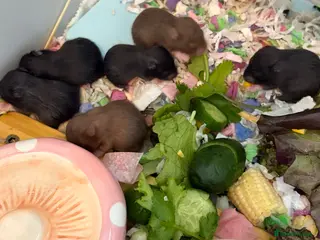 Hamster rodents Syrian Hamster Pups / Babies Black Brown - Advert 20