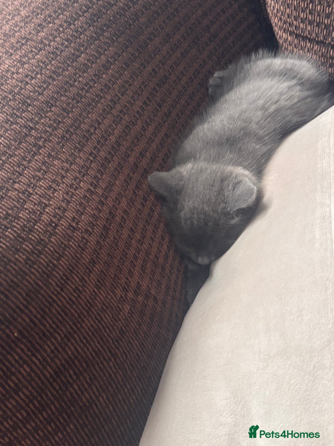 Domestic Shorthair cats for sale: 4 beautiful kittens for sale  - Advert 11