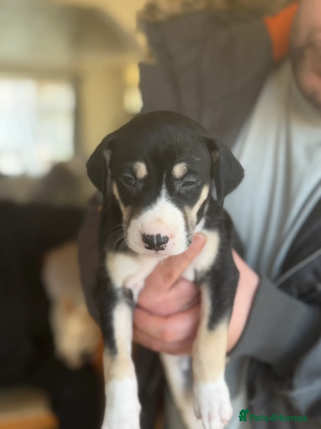 Mixed Breed dogs for sale: Saluki bull greyhound  - Advert 8