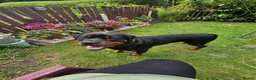 Rottweiler dogs for stud: Rottweiler stud halifax proven  in Halifax - Advert 10