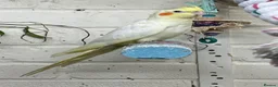 Cockatiels birds for sale: Stunning young pair of cockatiels with DNA - Advert 7