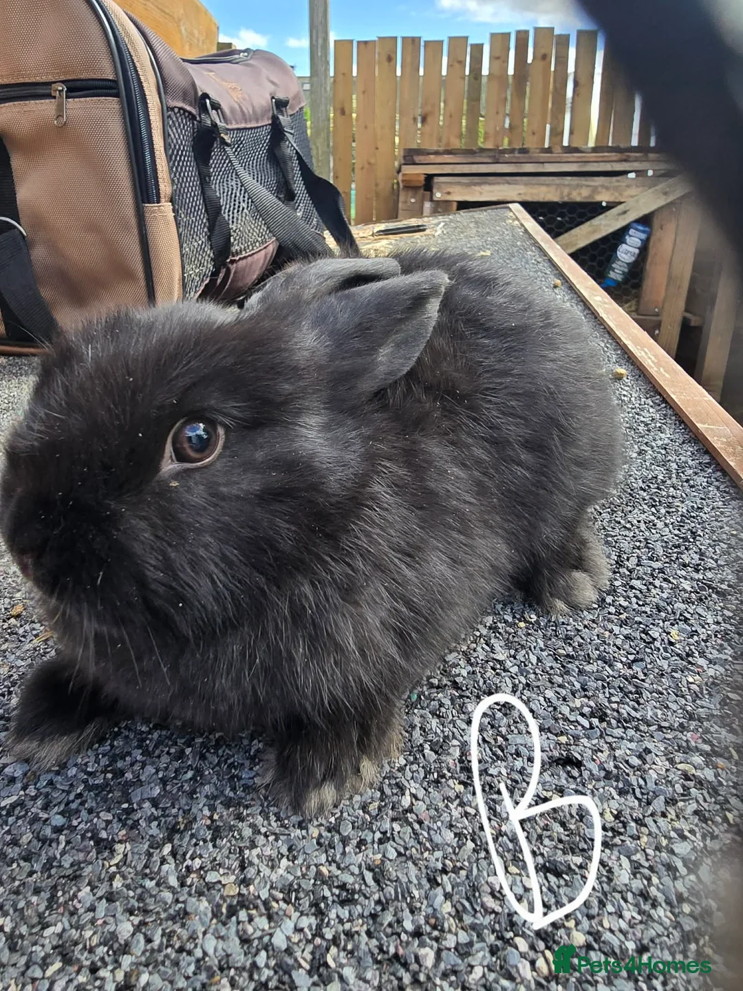 Mixed Breed rabbits for sale: Mixed breed rabbits  - Advert 2